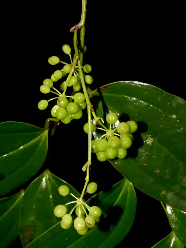 Smilax zeylanica