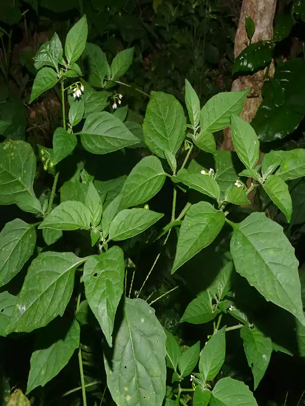 Solanum americanum