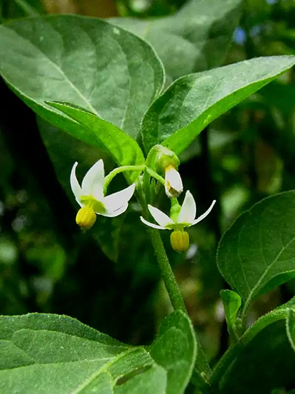 Solanum americanum