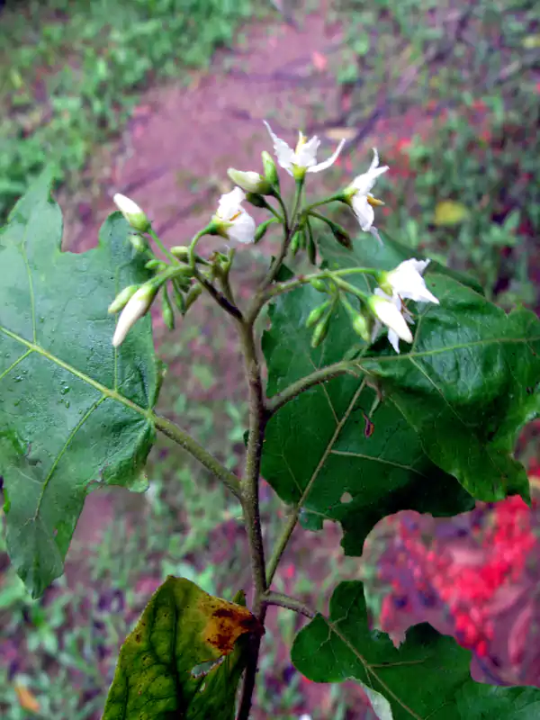 Solanum torvum