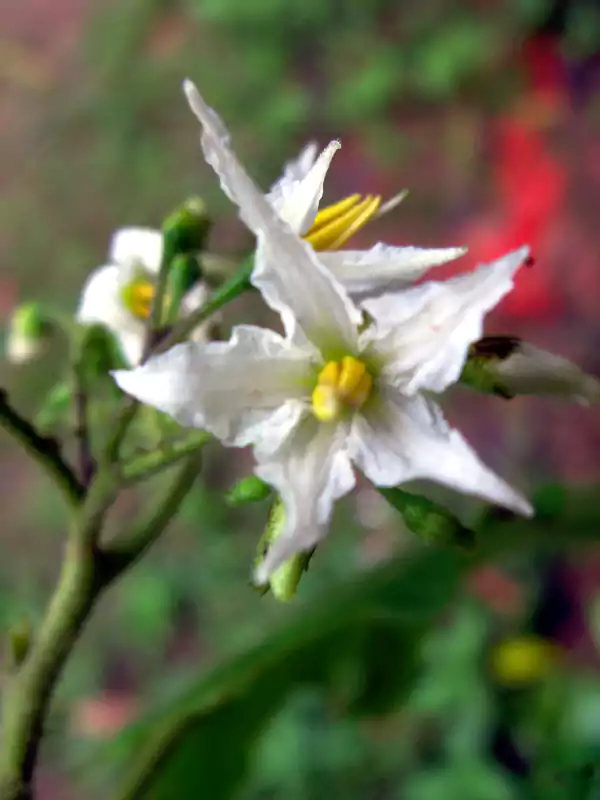 Solanum torvum