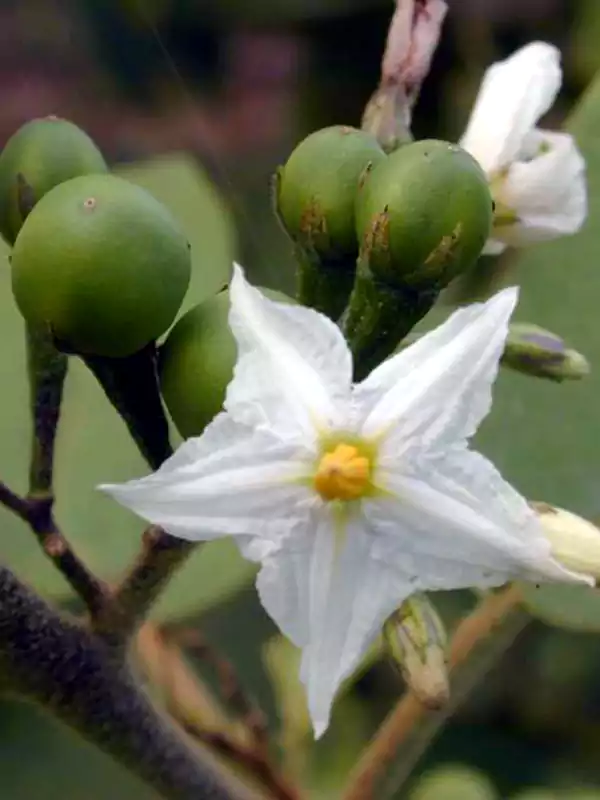 Solanum torvum