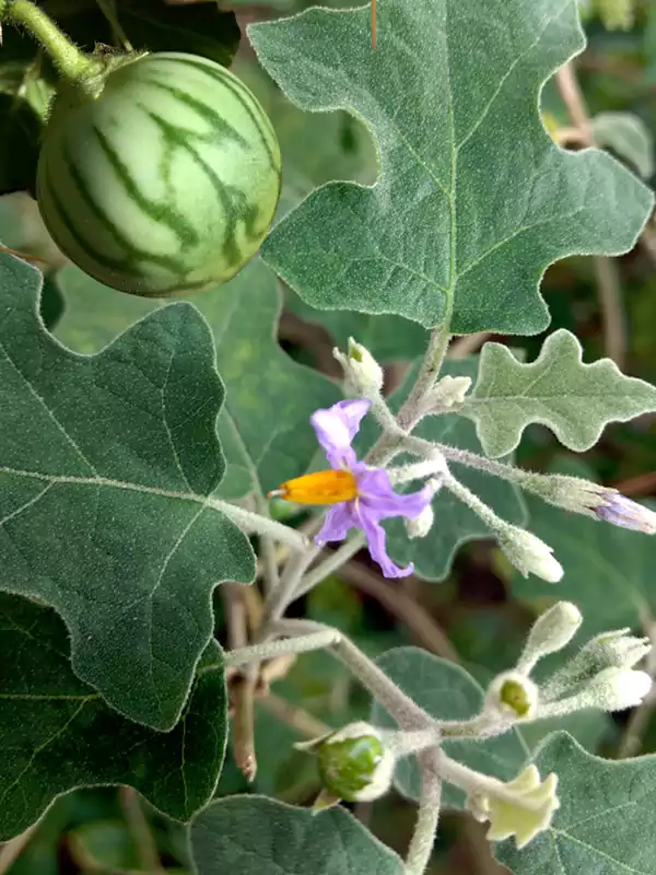 Solanum viarum