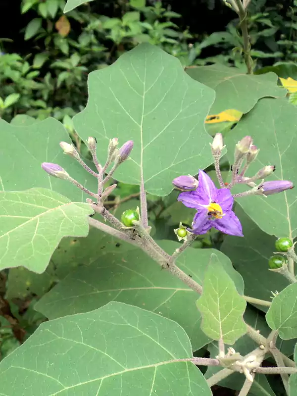 Solanum violaceum