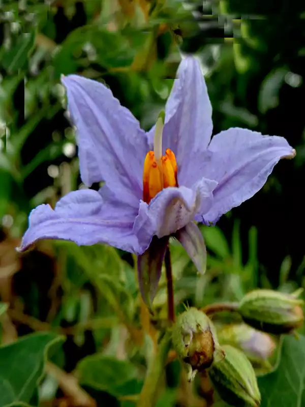 Solanum violaceum