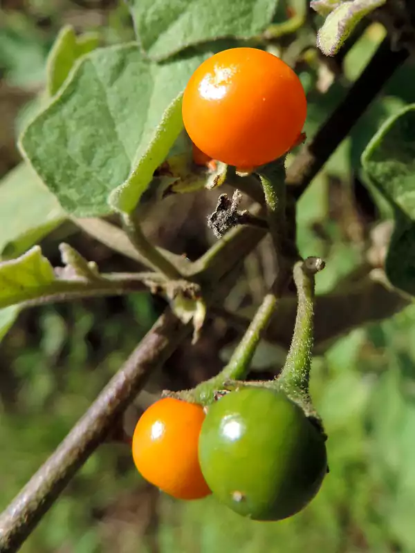 Solanum violaceum