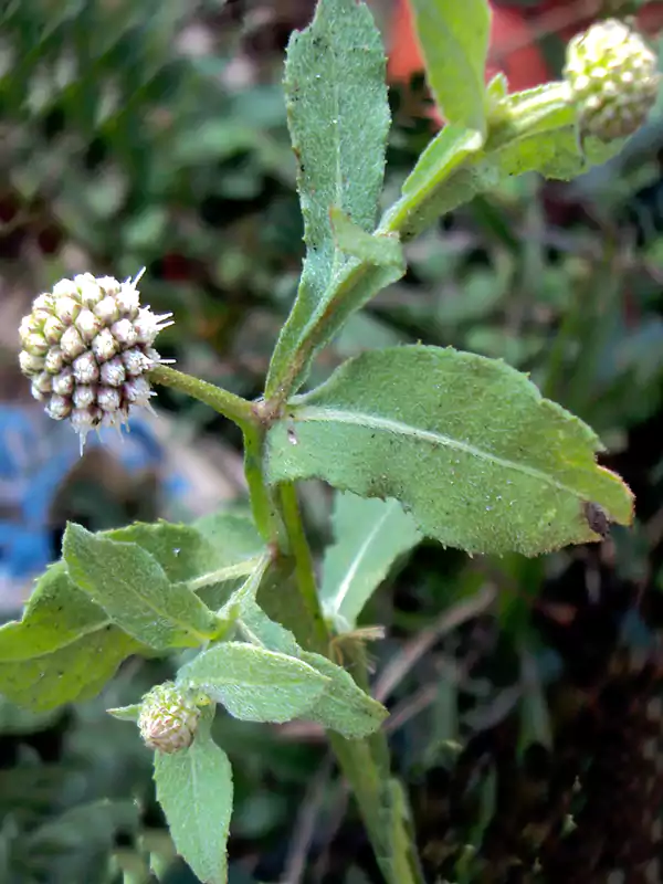 Sphaeranthus indicus