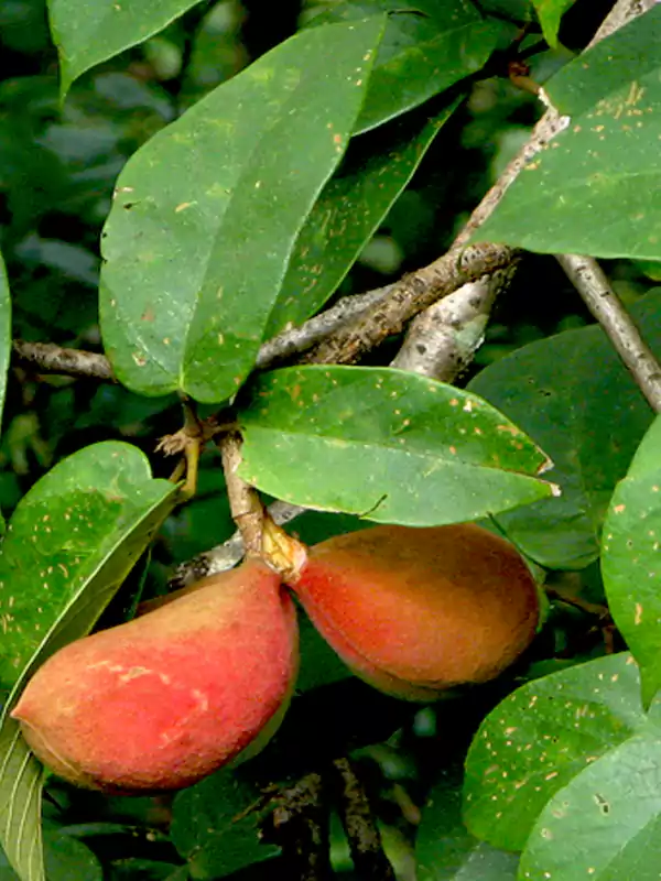 Sterculia guttata