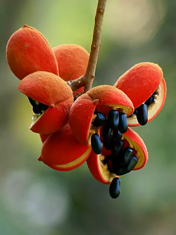 Sterculia guttata