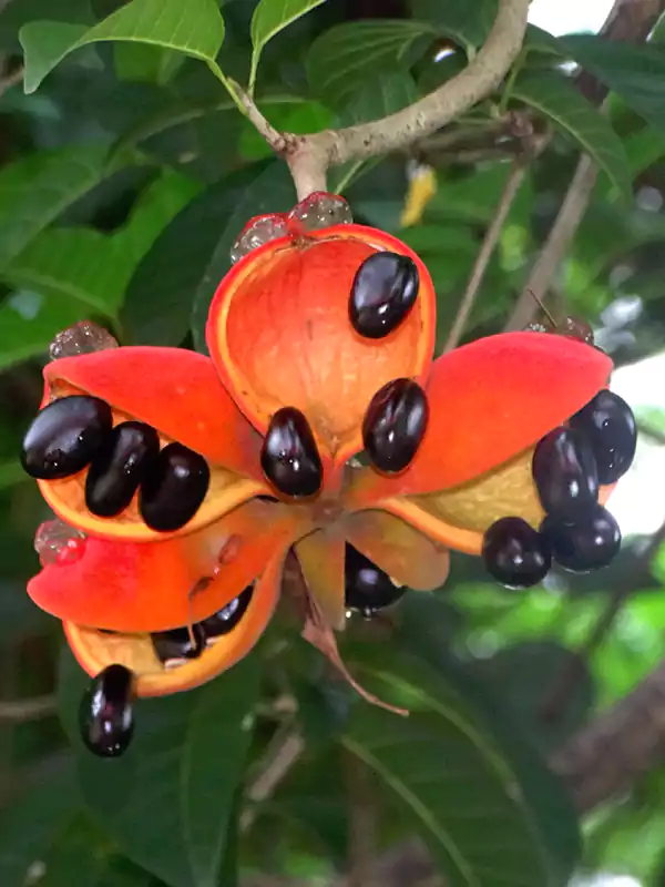 Sterculia guttata