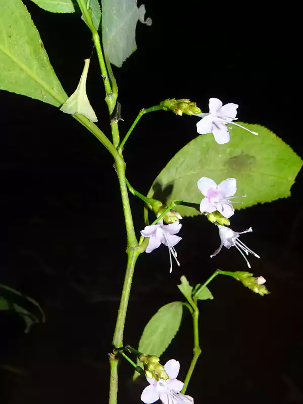 Strobilanthes ciliata