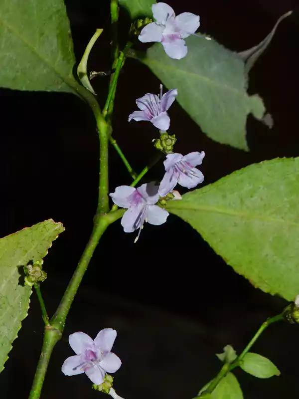 Strobilanthes ciliata