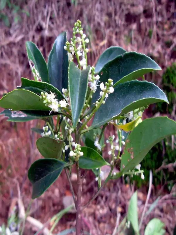 Symplocos cochinchinensis