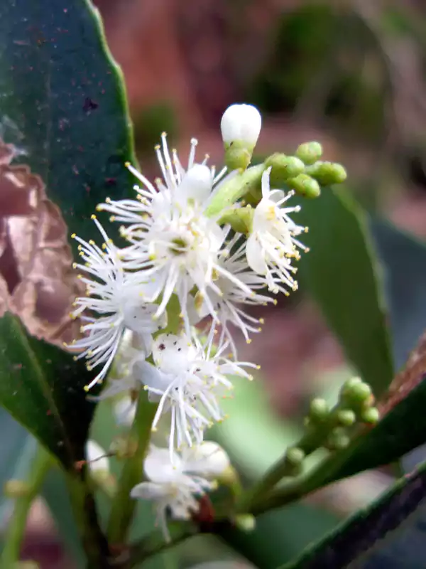 Symplocos cochinchinensis