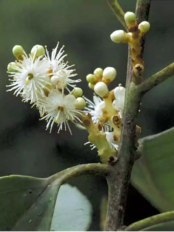 Symplocos cochinchinensis