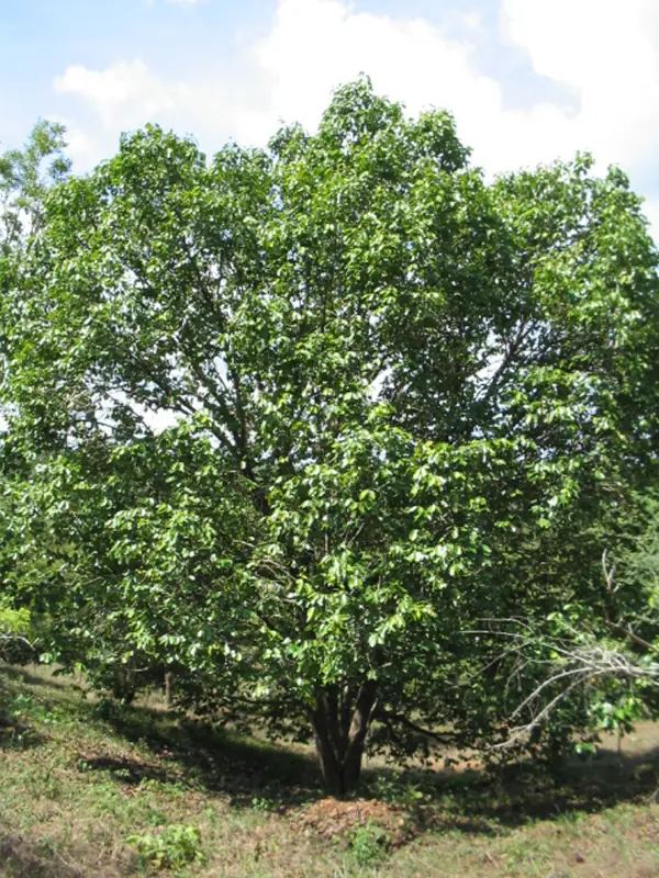 Syzygium cumini