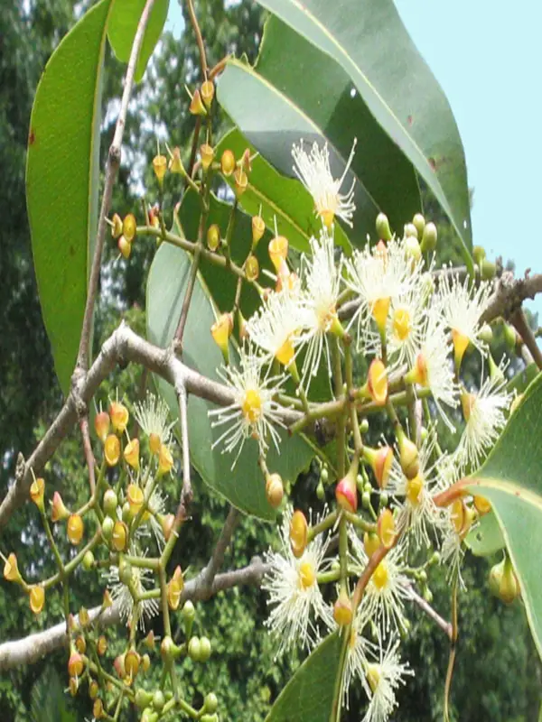 Syzygium cumini