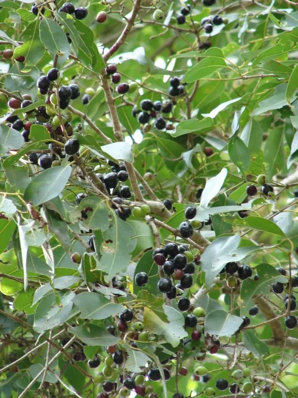 Syzygium cumini