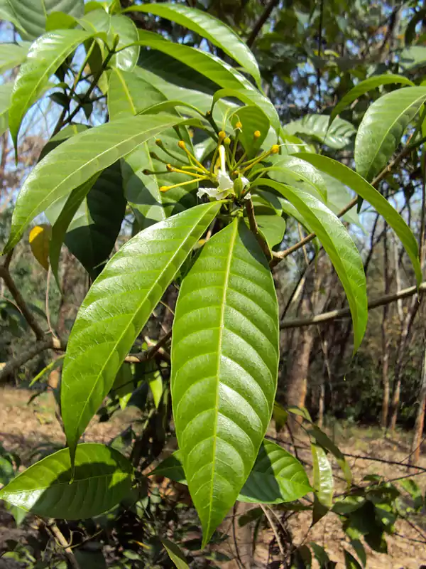 Tabernaemontana alternifolia