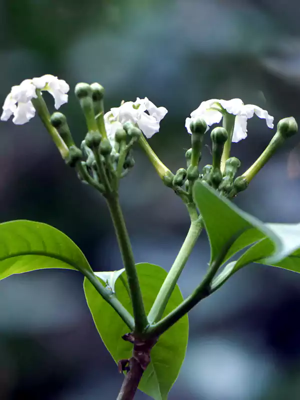 Tabernaemontana alternifolia