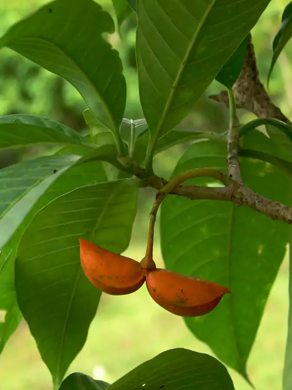 Tabernaemontana alternifolia