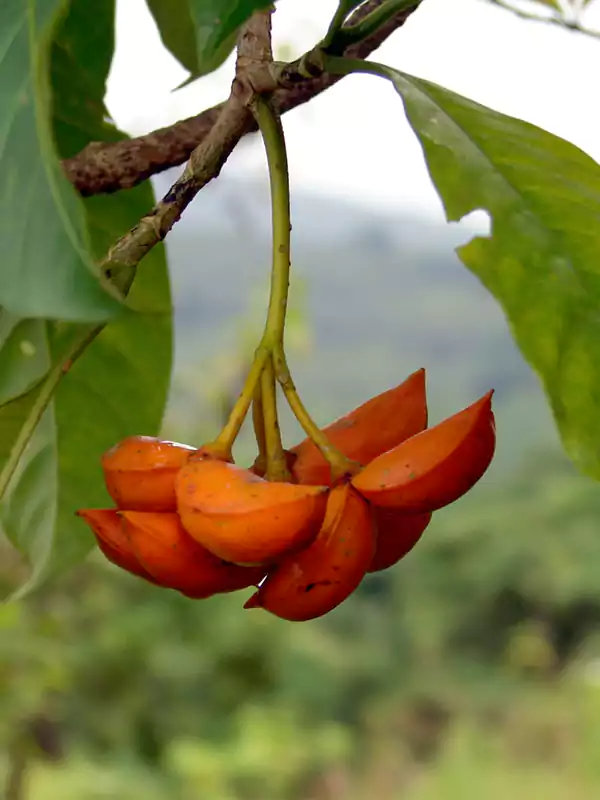 Tabernaemontana alternifolia