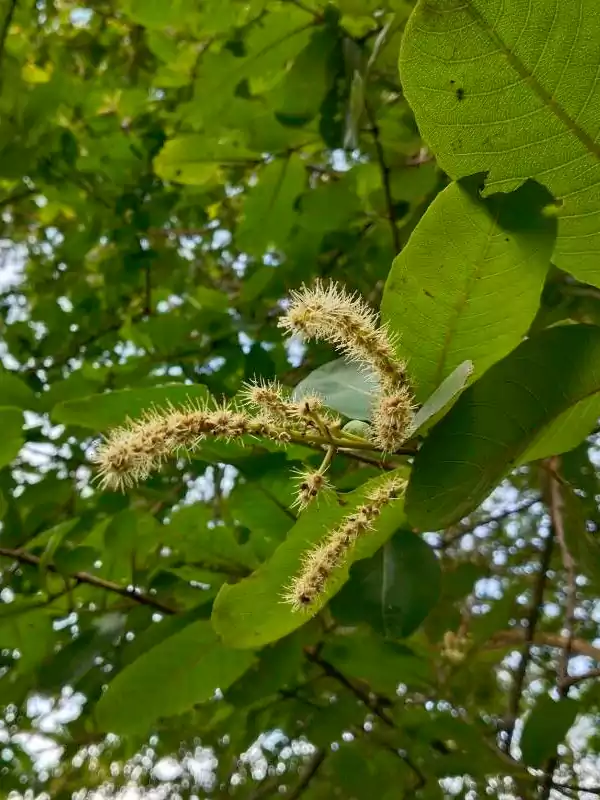 Terminalia arjuna