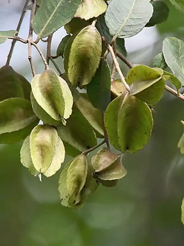 Terminalia arjuna