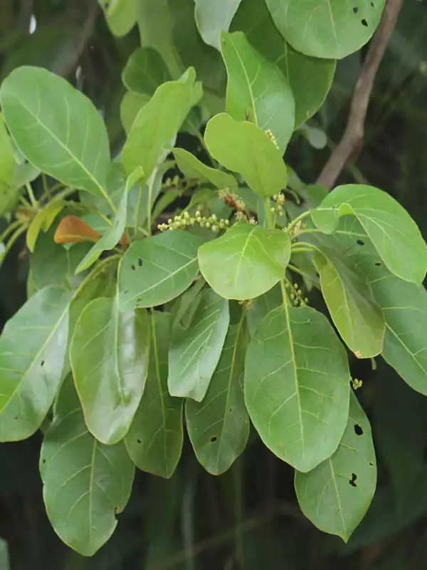 Terminalia bellirica