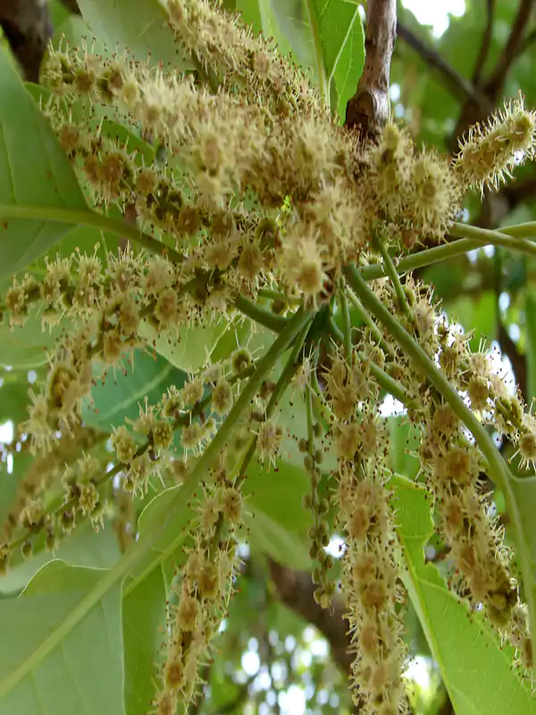 Terminalia bellirica