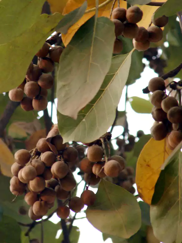 Terminalia bellirica