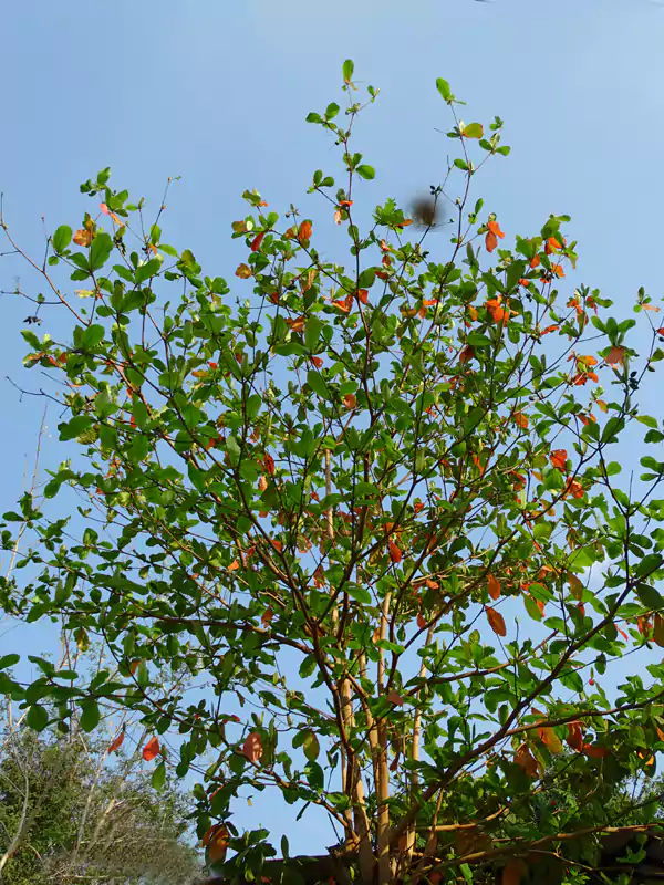 Terminalia catappa