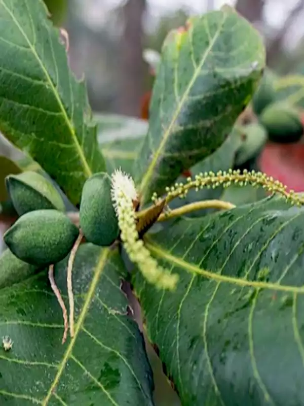 Terminalia catappa