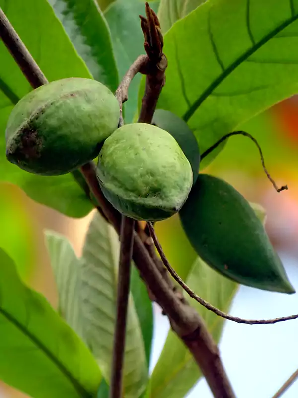 Terminalia catappa