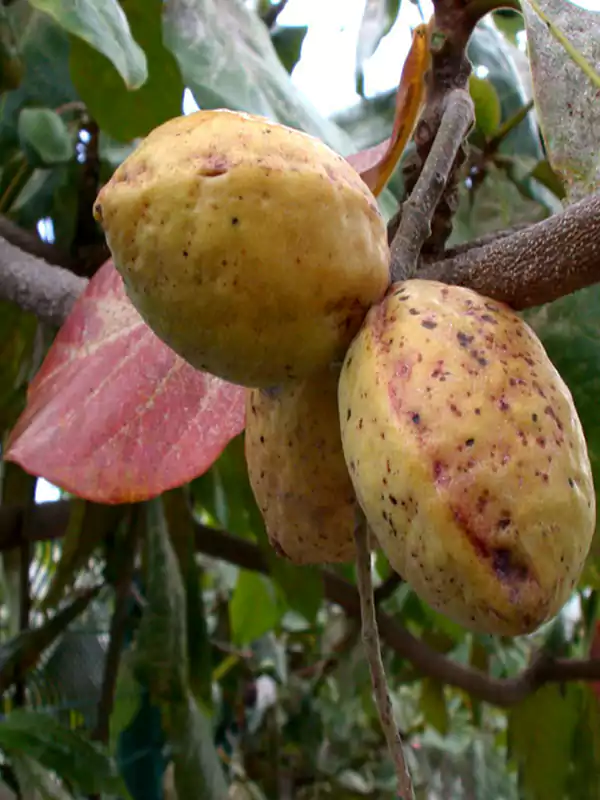 Terminalia catappa