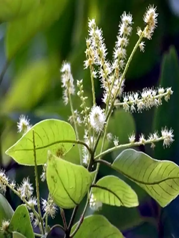 Terminalia chebula