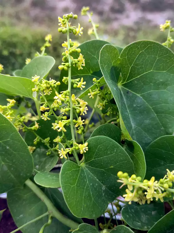 Tinospora cordifolia