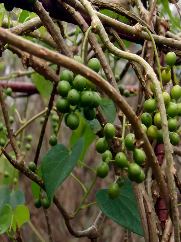 Tinospora cordifolia