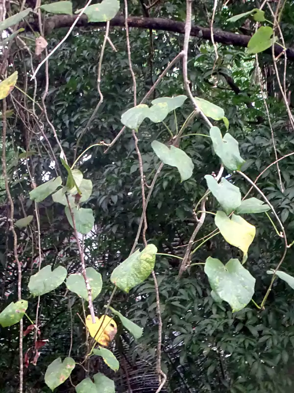 Tinospora sinensis