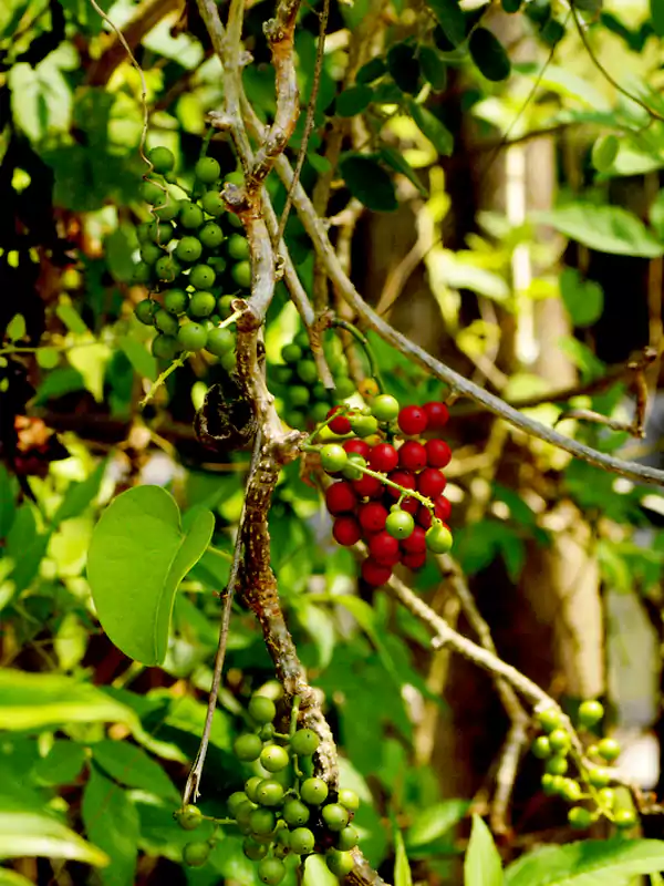 Tinospora sinensis