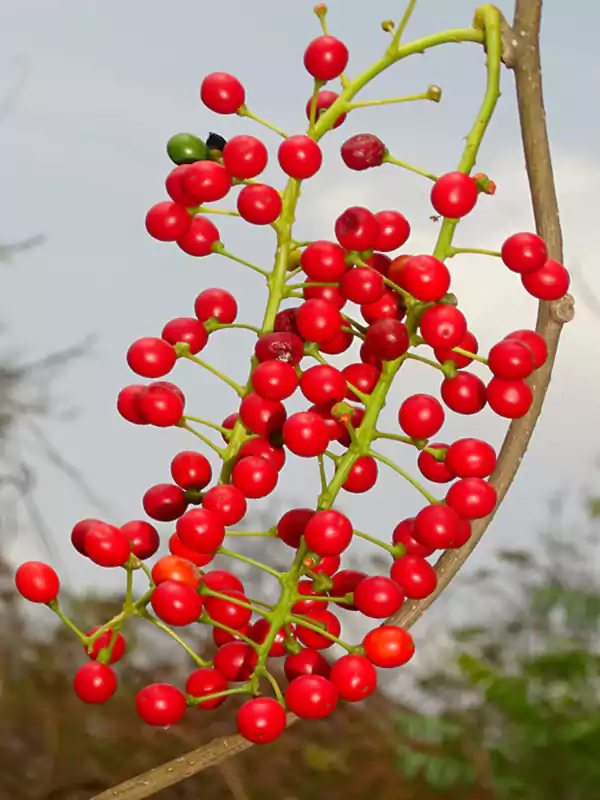 Tinospora sinensis