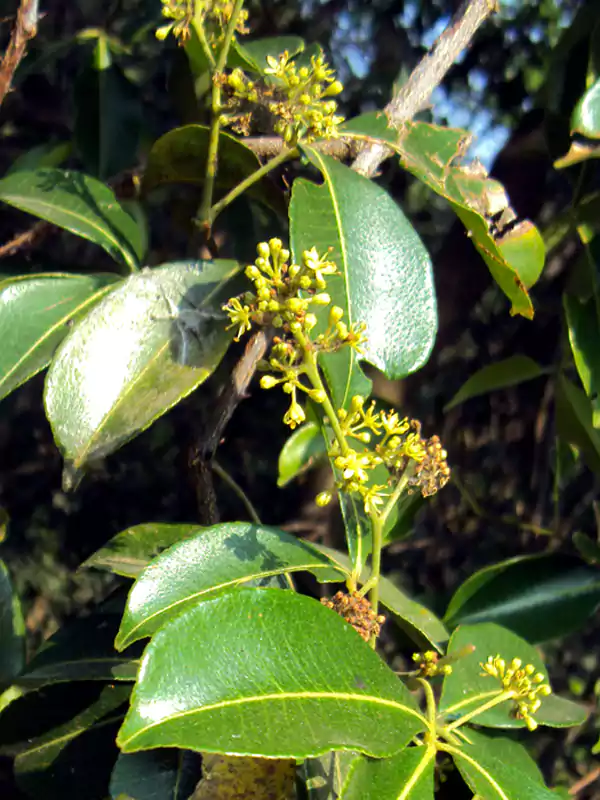 Toddalia asiatica