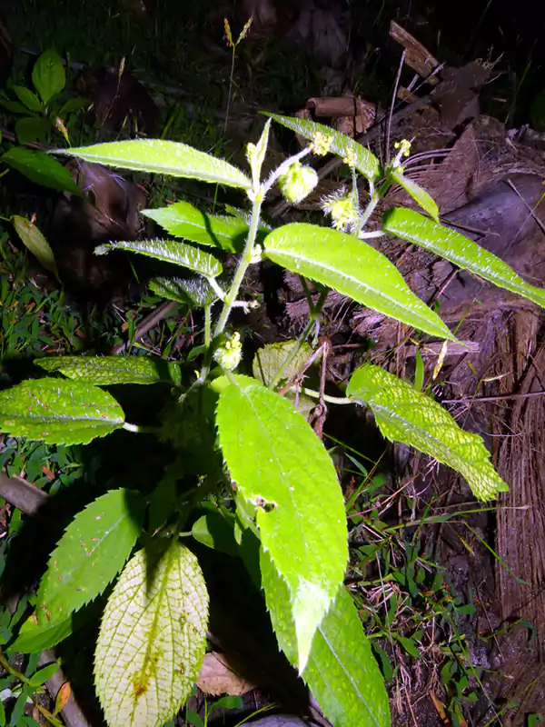 Tragia involucrata