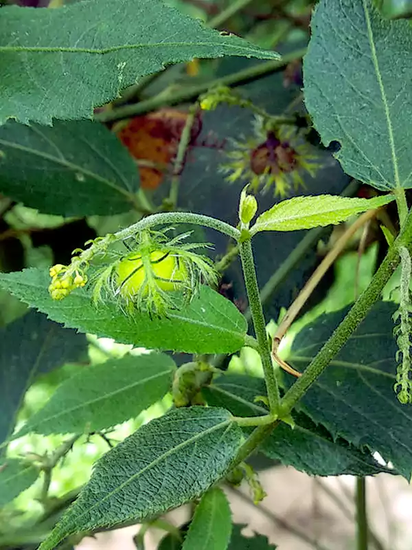 Tragia involucrata