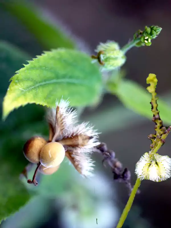 Tragia involucrata