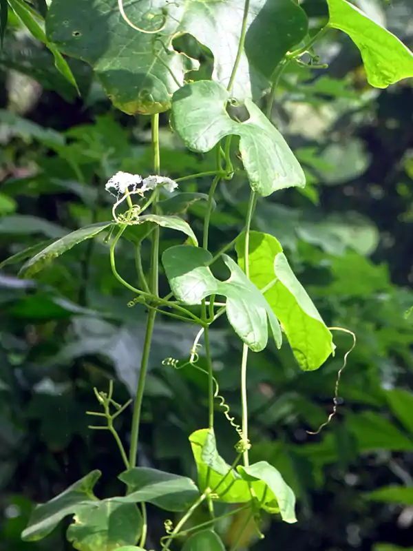 Trichosanthes cucumerina