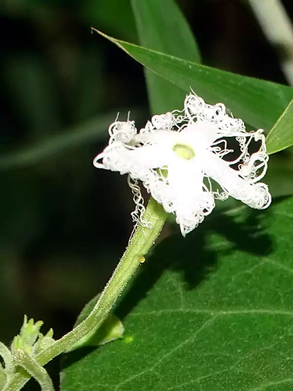 Trichosanthes cucumerina