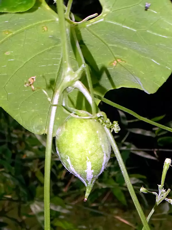 Trichosanthes cucumerina