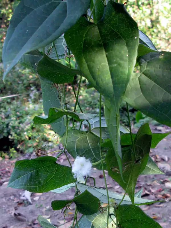 Trichosanthes nervifolia