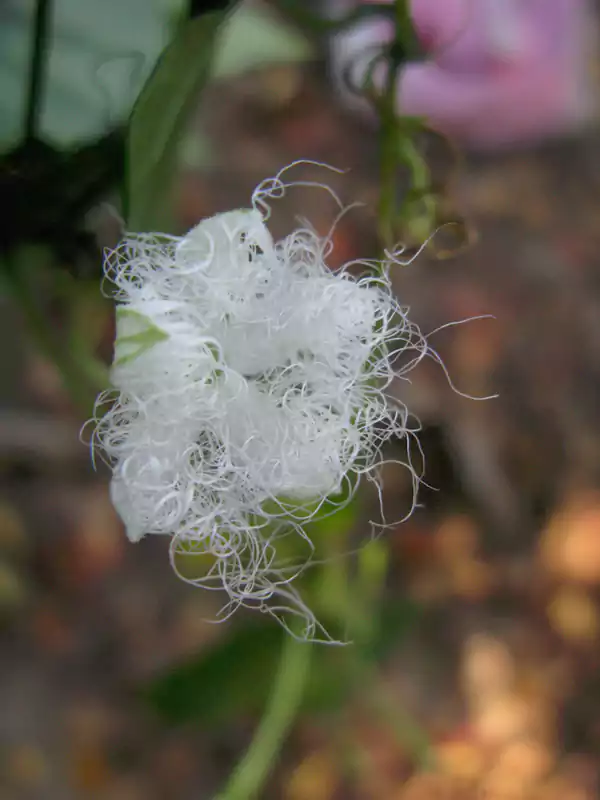Trichosanthes nervifolia